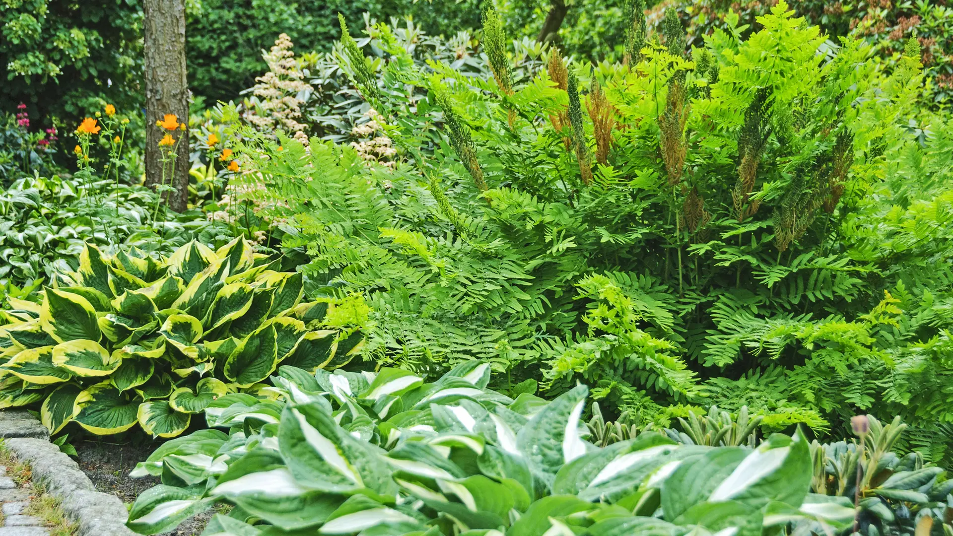 Farne pflegen - als Zimmerpflanze und im Garten | ndr.de