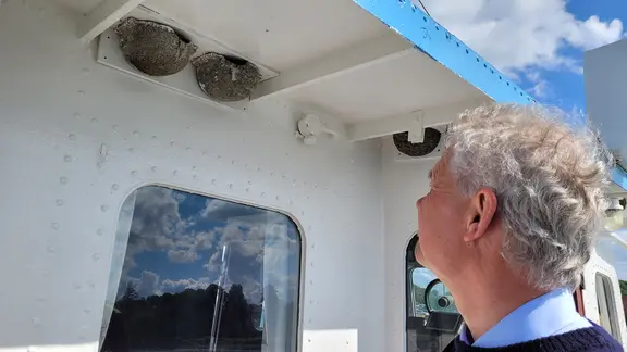 Der Kapitän eines Schiffes guckt sich zwei Schwalbennester auf seinem Schiff an.