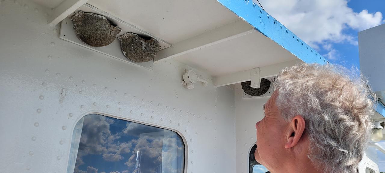 Der Kapitän eines Schiffes guckt sich zwei Schwalbennester auf seinem Schiff an.