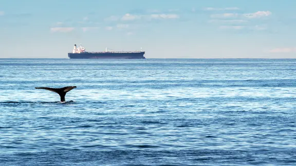 Ostseereport - Unterwasserlärm im Meer