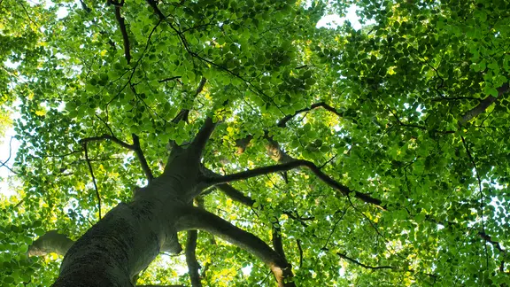 fagus sylvatica purple fountain Purple Fountain Weeping Beech – Plant Detectives main image 0