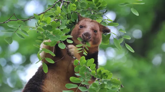 Auch seltene Arten wie die bedrohten Baumkängurus sind im Rostocker Zoo zu beobachten. | Zoo Rostock, Klook Baumkänguru im Rostocker Zoo beim Fressen
