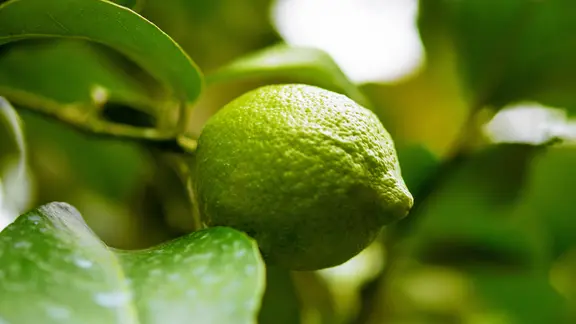 Unreife Früchte können am Baum hängen bleiben, sie reifen im kommenden Jahr nach. | fotolia, gisik22 Zitrone am Baum