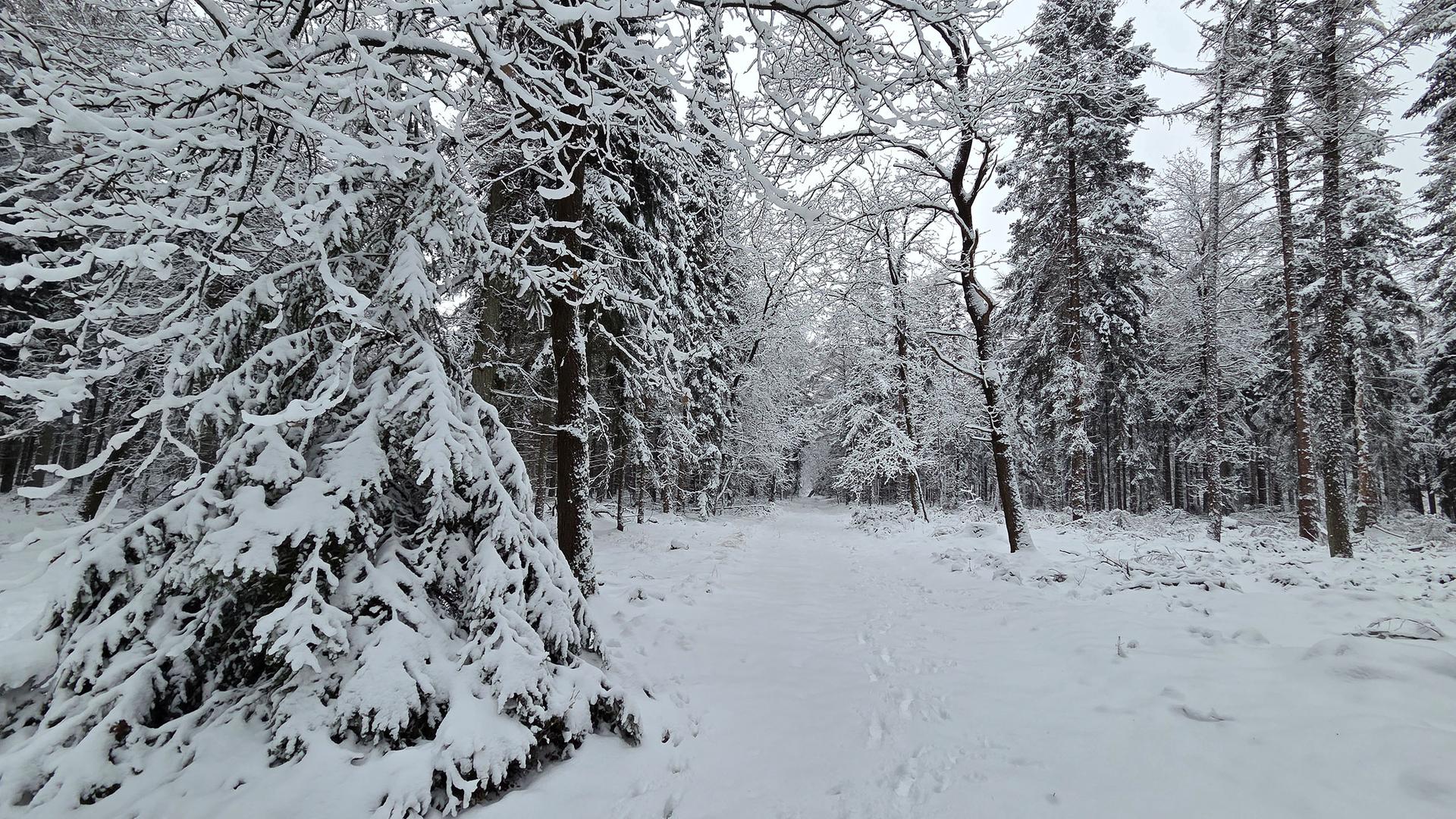 Laage: Historisches Waldbad soll wieder zugänglich werden