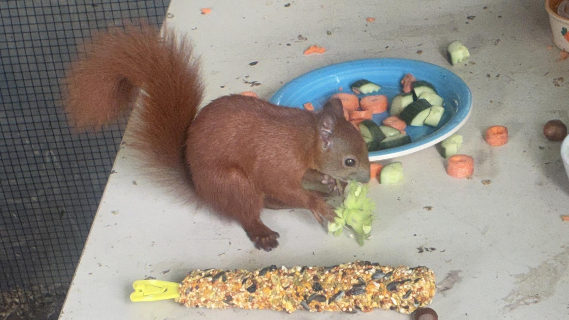 Eichhörnchen, Siebenschläfer und Igel brauchen immer mehr Hilfe