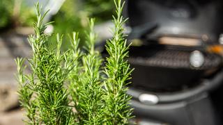 Welche Pflanzen halten Wespen auf Abstand?