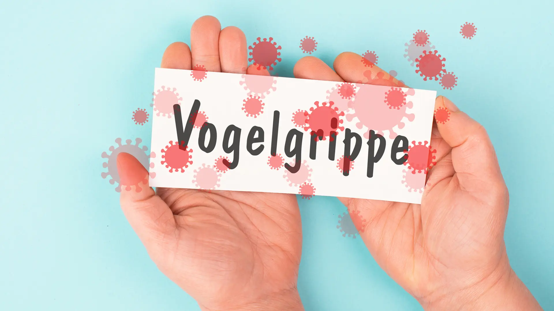 vogelgrippe-landkreis-emsland-hebt-berwachungszonen-auf-ndr-de