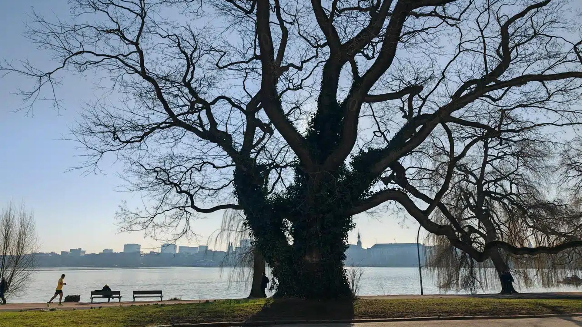 Japanischer Schnurbaum an der Außenalster ist jetzt Nationalerbe-Baum