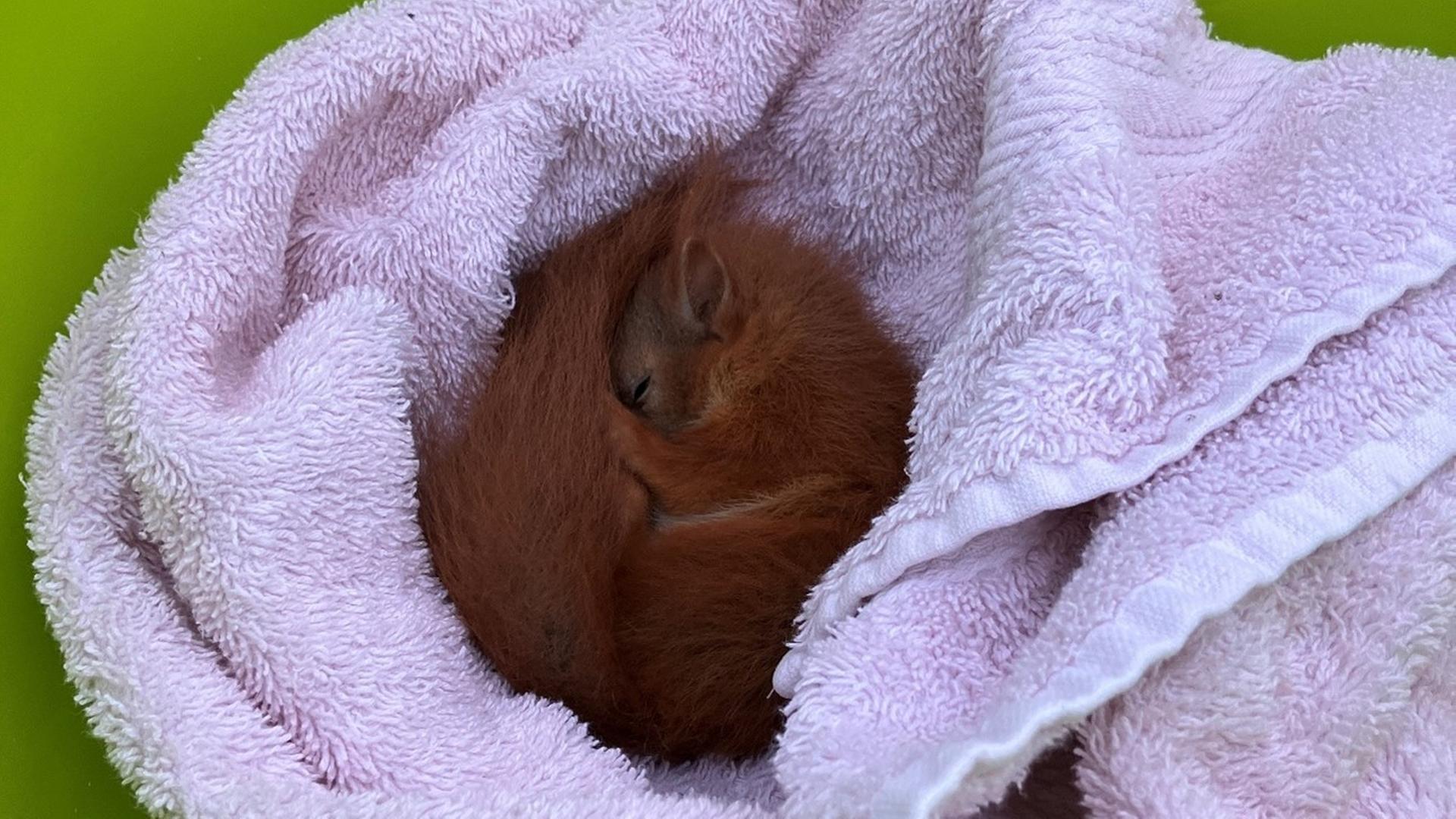 Ein Eichhörnchen liegt in einem Korb und schläft | Feuerwehr Braunschweig