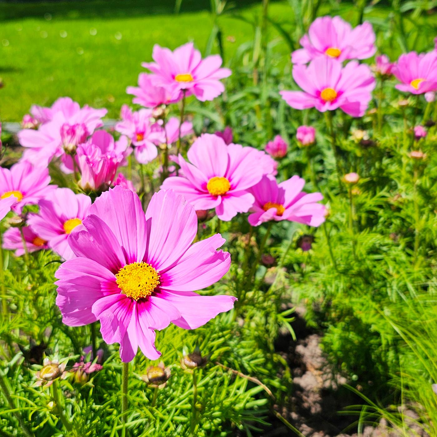 Gartenkalender: Viel zu tun im Blumen- und Gemsebeet