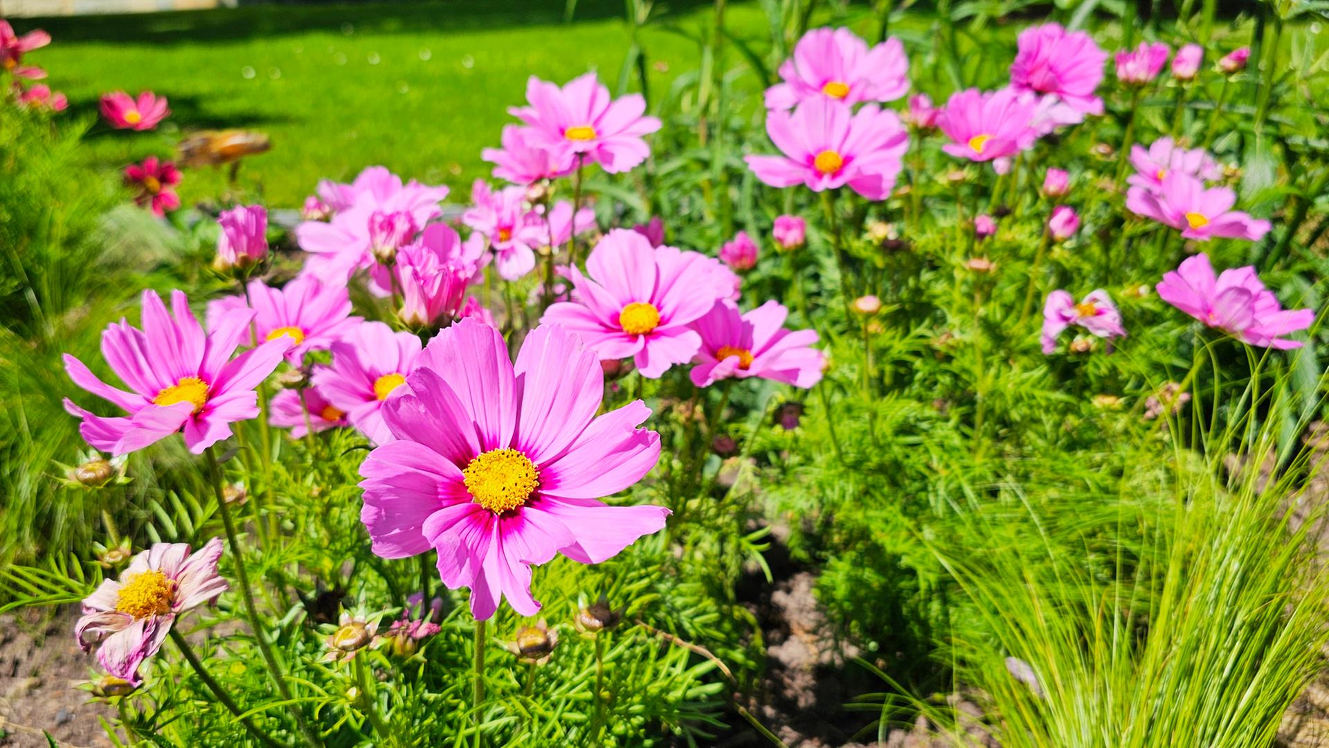 Gartenkalender: Viel zu tun im Blumen- und Gemsebeet