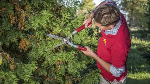 Peter Rasch schneidet eine Konifere | NDR, Udo Tanske Peter Rasch schneidet eine Konifere