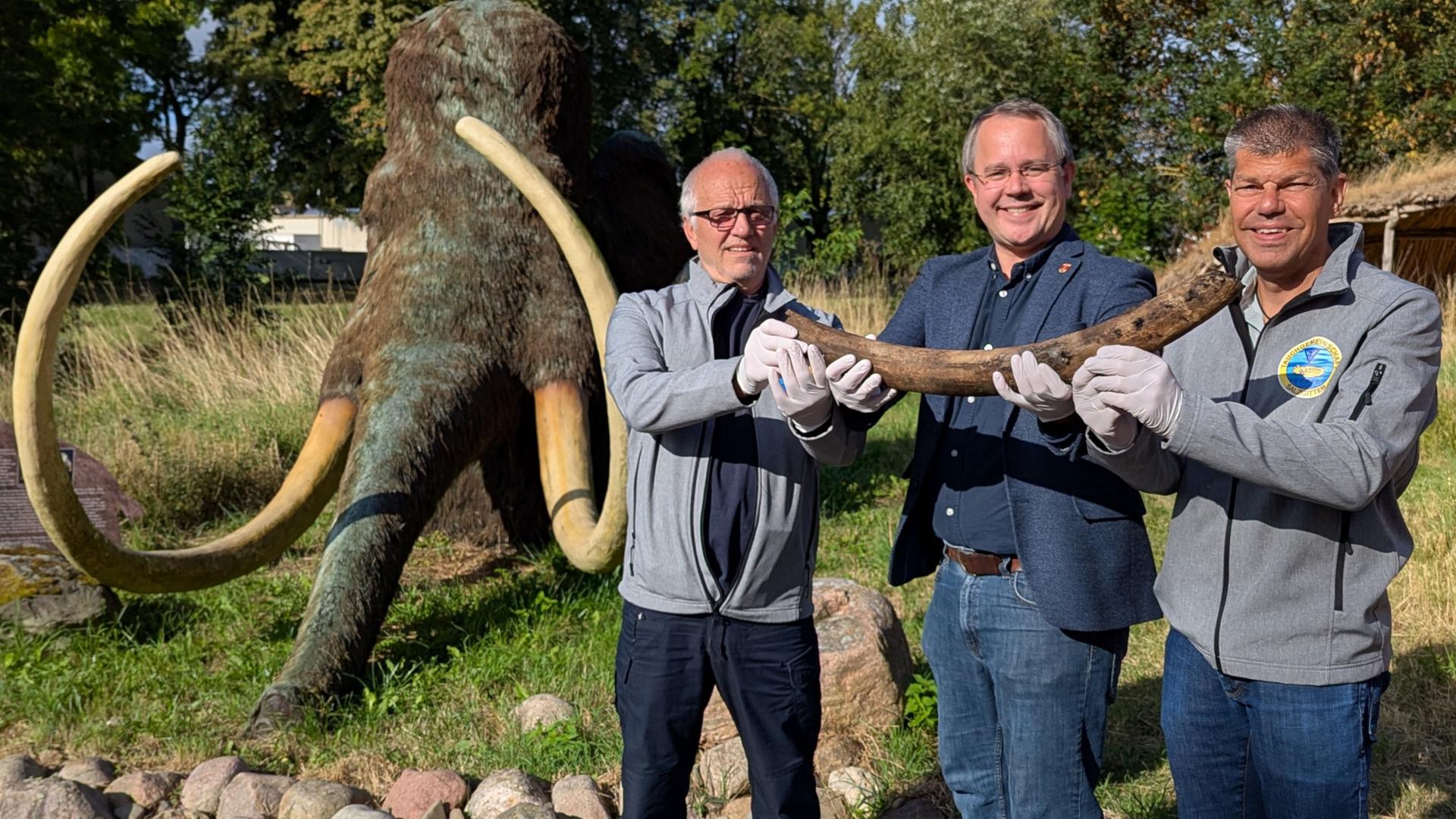 Museumsleiter Arne Homann (Mitte), Harald Wiegleb (links), Jürgen Woelke (rechts) zeigen einen Stoßzahn. | Stadt Salzgitter