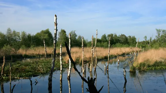 Absterbende Moorbirkenstämme stehen im Wasser im Himmelmoor bei Quickborn.