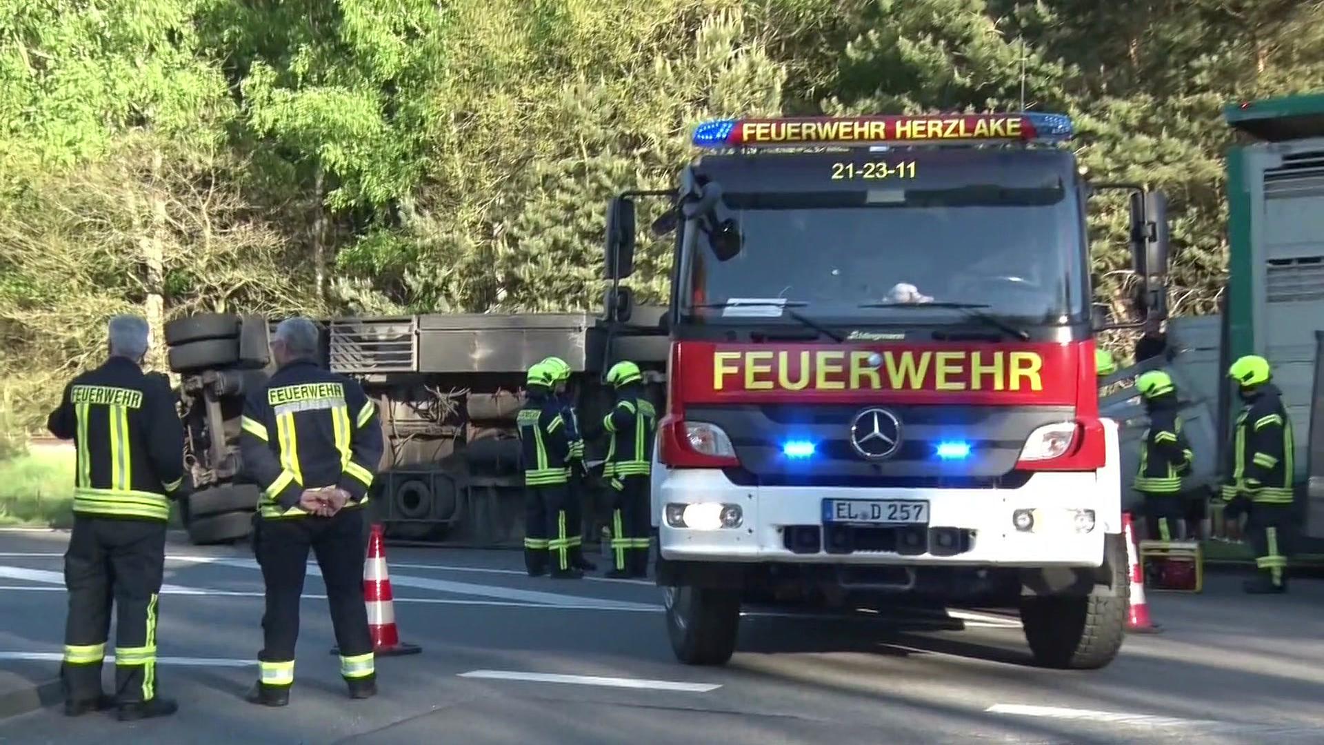 Nach einem Unfall liegt ein Transporter beladen mit Schweinen auf der Seite. | Nord-West-Media TV