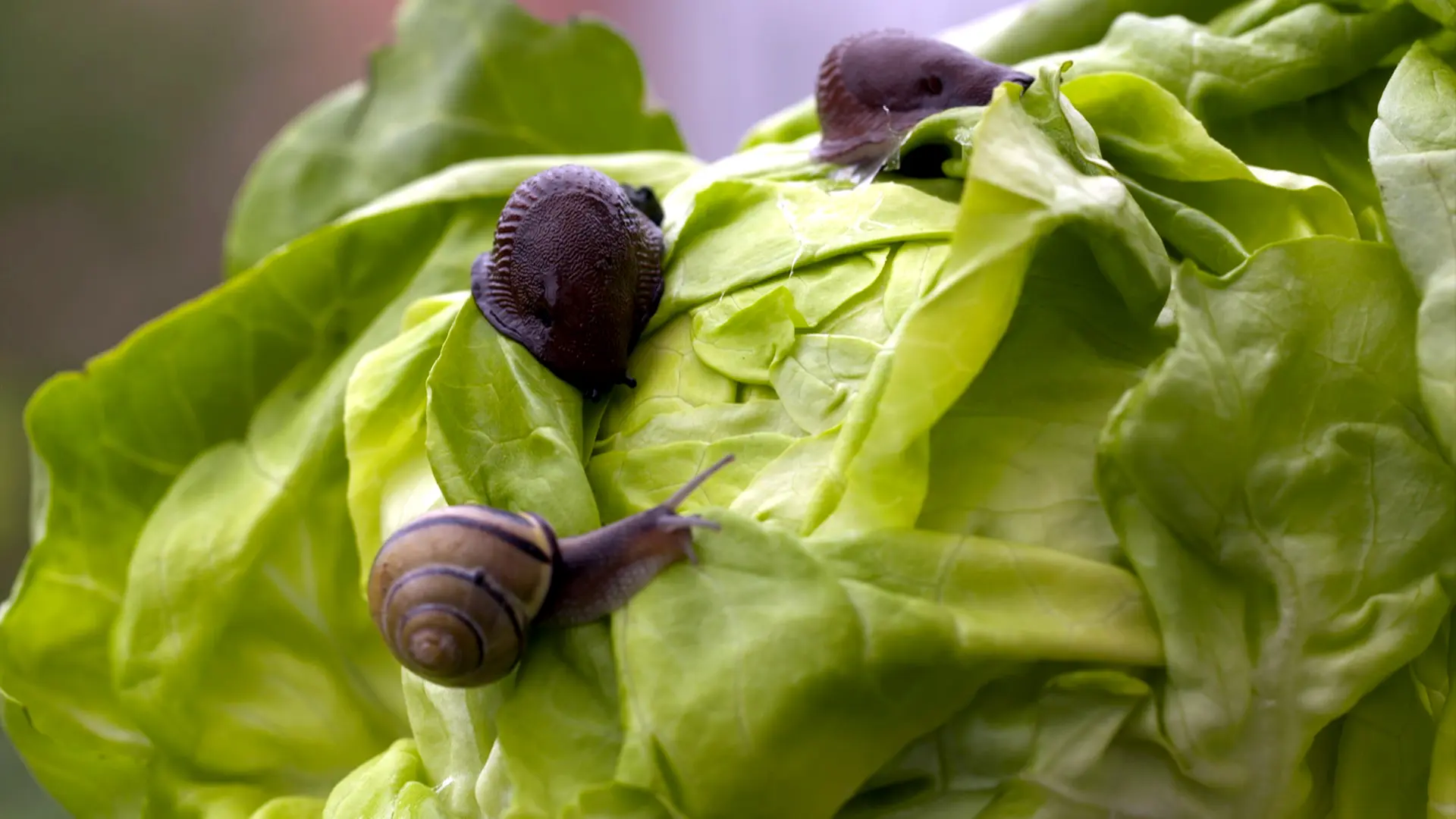 Fnf Tipps gegen Nacktschnecken im Garten