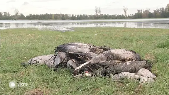 Tote Vögel liegen in Ufernähe auf einer Rasenfläche.