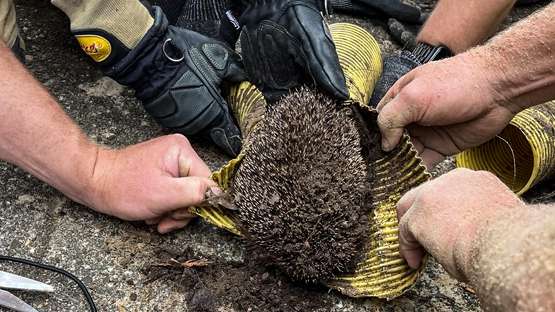 Feuerwehrleute befreien einen Igel aus einem Drainagerohr in Bremerhaven | Feuerwehr Bremerhaven