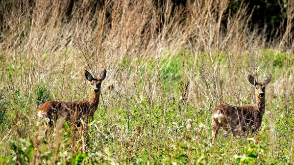 Rehe im Feld
