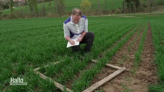 Ein Forscher untersucht, wie sich das Vorhandensein eines Mindestmaßes von Unkraut auf bewirtschafteten Äckern auf die Insektenvielfalt auswirkt.
