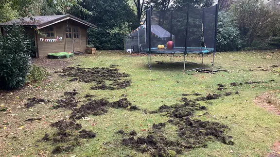Wildschweine haben den Rasen in einem Privatgarten verwüstet.