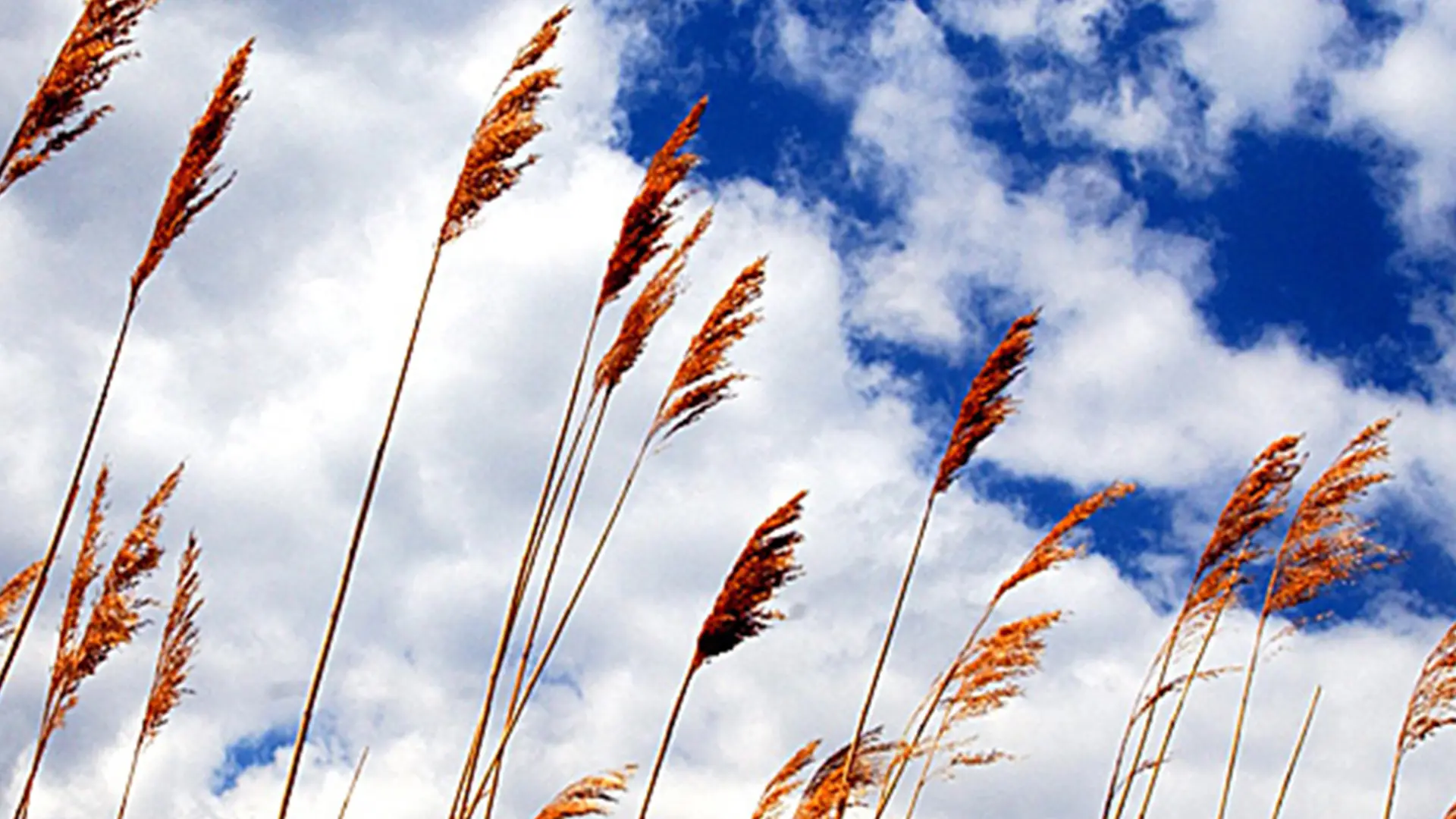 Lichtschmerz - Wie Paulus von der Auferstehung spricht | ndr.de