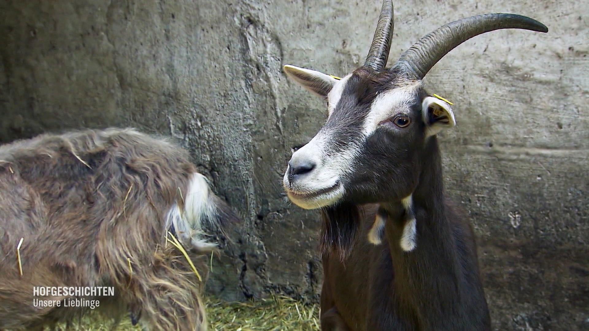 Mutmaßlicher Angriff eines Ziegenbocks vor Gericht