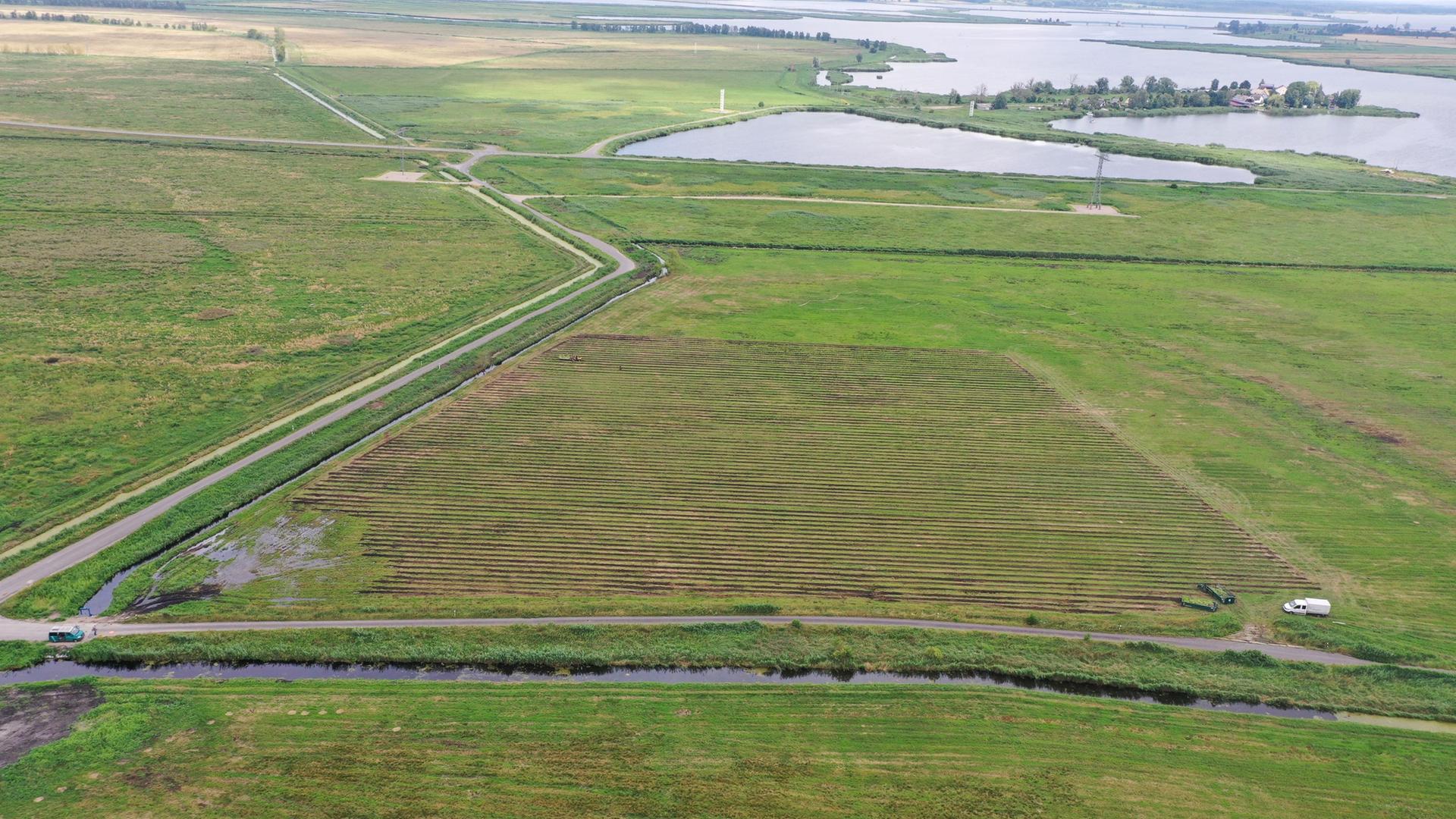 Das kann Bioökonomie: Auf dem Moor wachsen Pappkartons