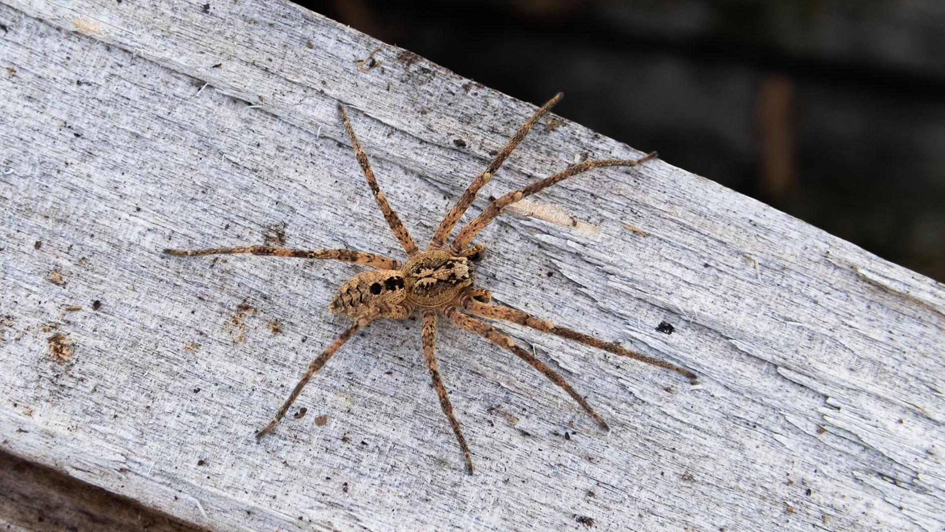 Giftige Nosferatu-Spinne breitet sich weiter in MV aus