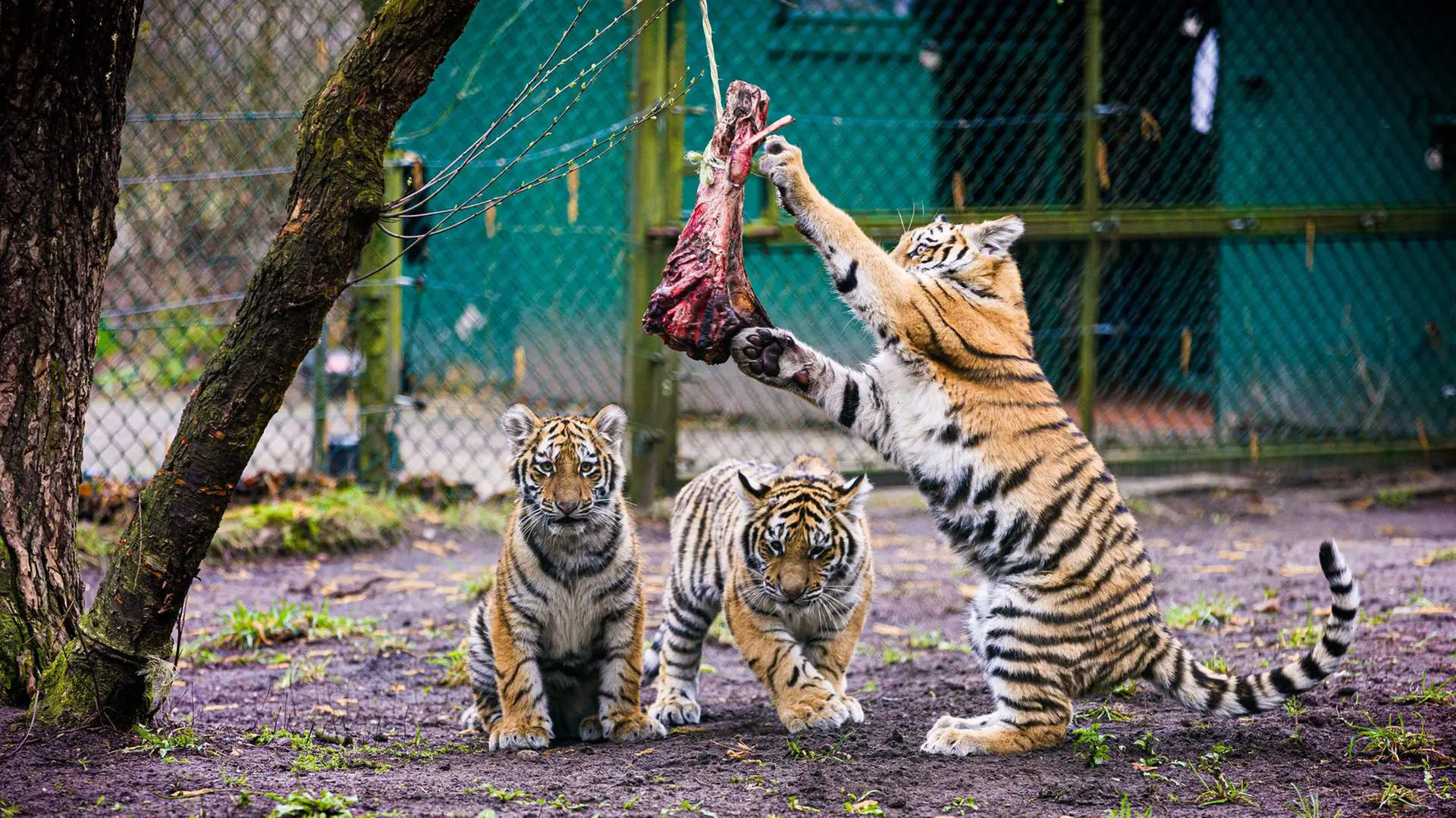 Tigerbabys im Serengeti-Park erkunden Außenanlage
