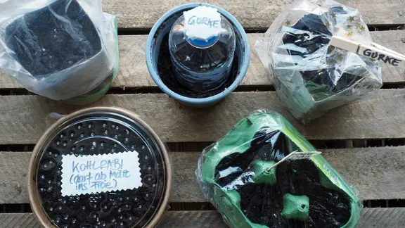 Selbst gemachte Anzuchtgefäße stehen auf einer Fläche nebeneinander.