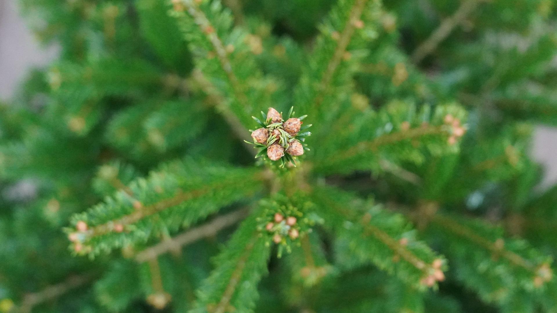 Ein Tannenbaum von oben  | Marcus Brandt, dpa