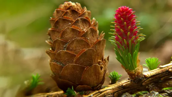 Die Lrche (Larix decidua) | ndr.de