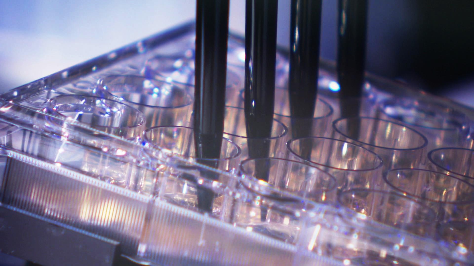 Am HZI in Braunschweig produziert ein Roboter Organoide für die Forschung. | NDR, Christian Janke