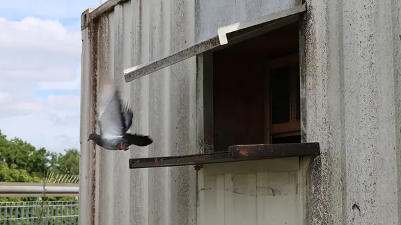 Eine Taube fliegt aus einem Taubenschlag