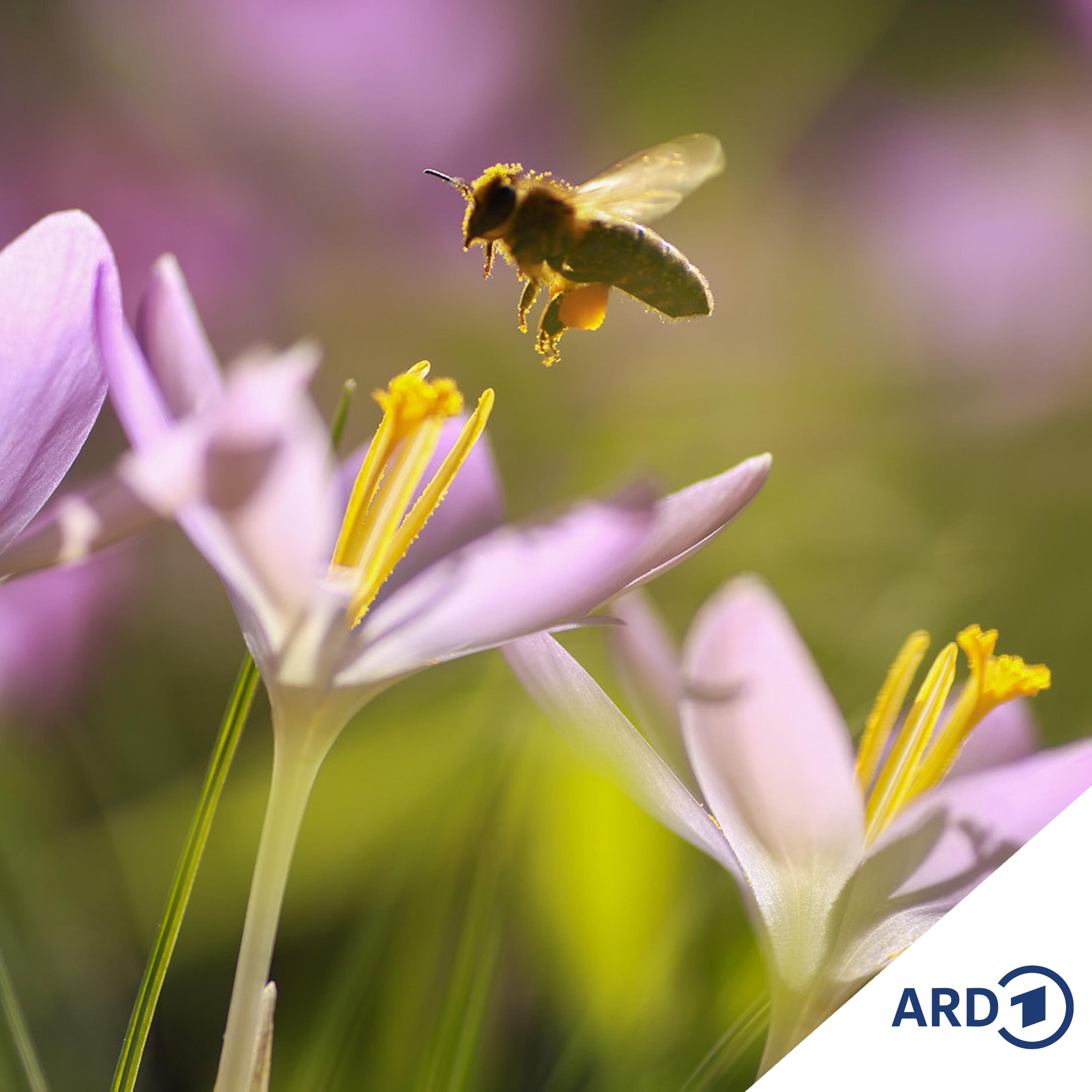 Kinderhörspiel Bee Sting - Das Internat im Meer