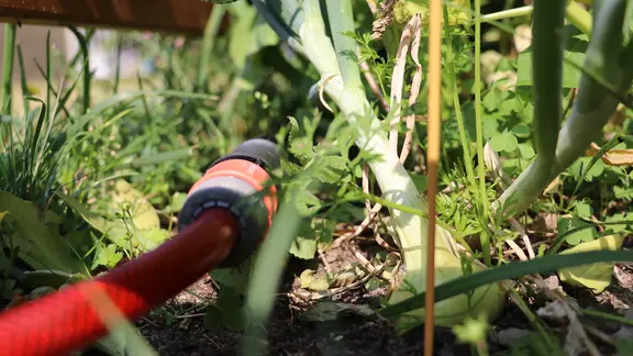 Gartenschlauch im Beet