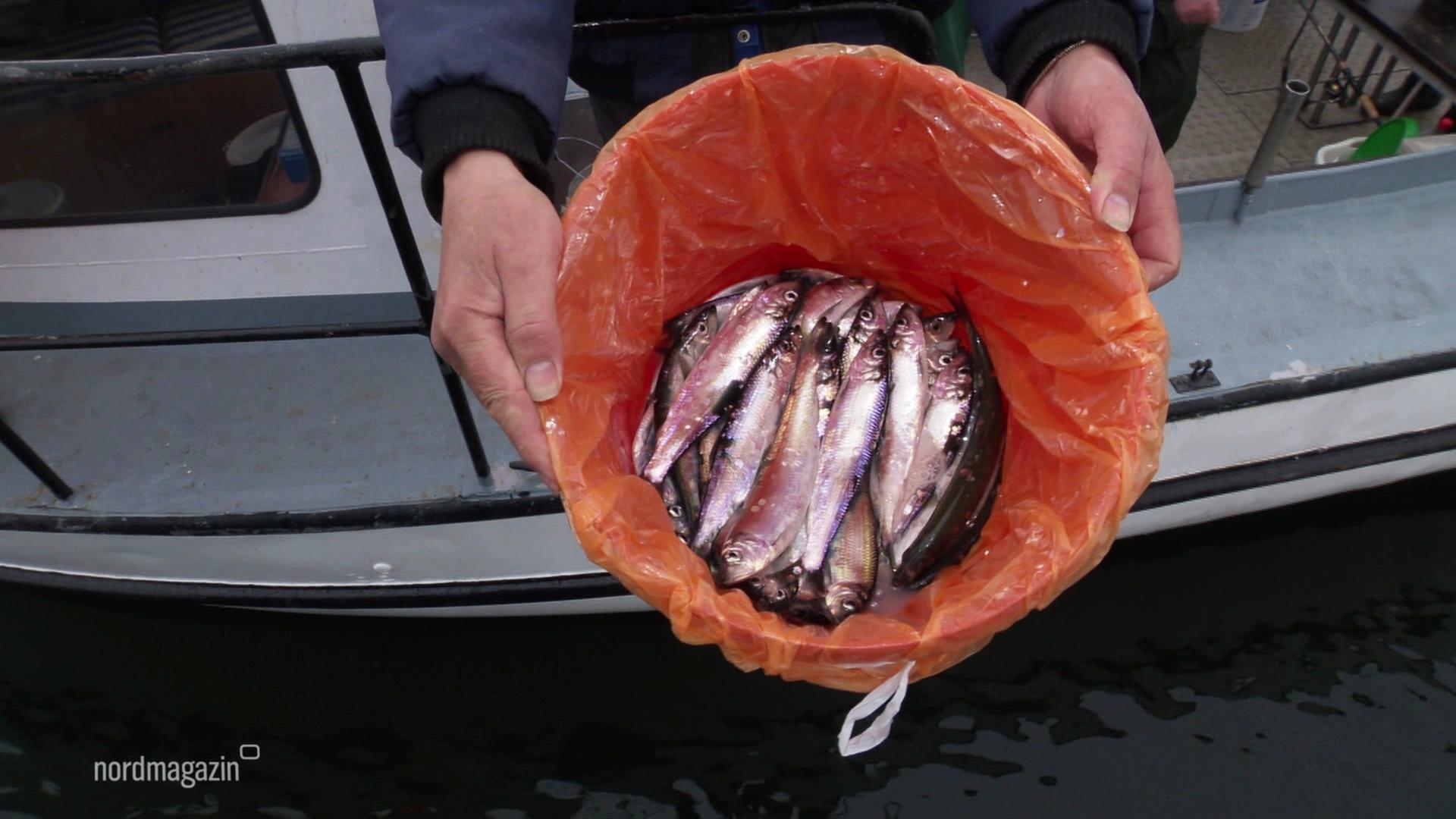 Fische wurden gefangen. | Screenshot