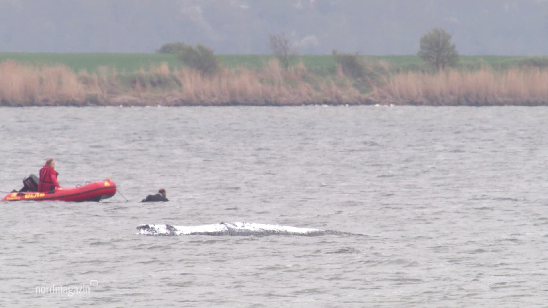 Der Buckelwal liegt im Wasser vor Poel, daneben ein DLRG-Schlauchboot. | Screenshot