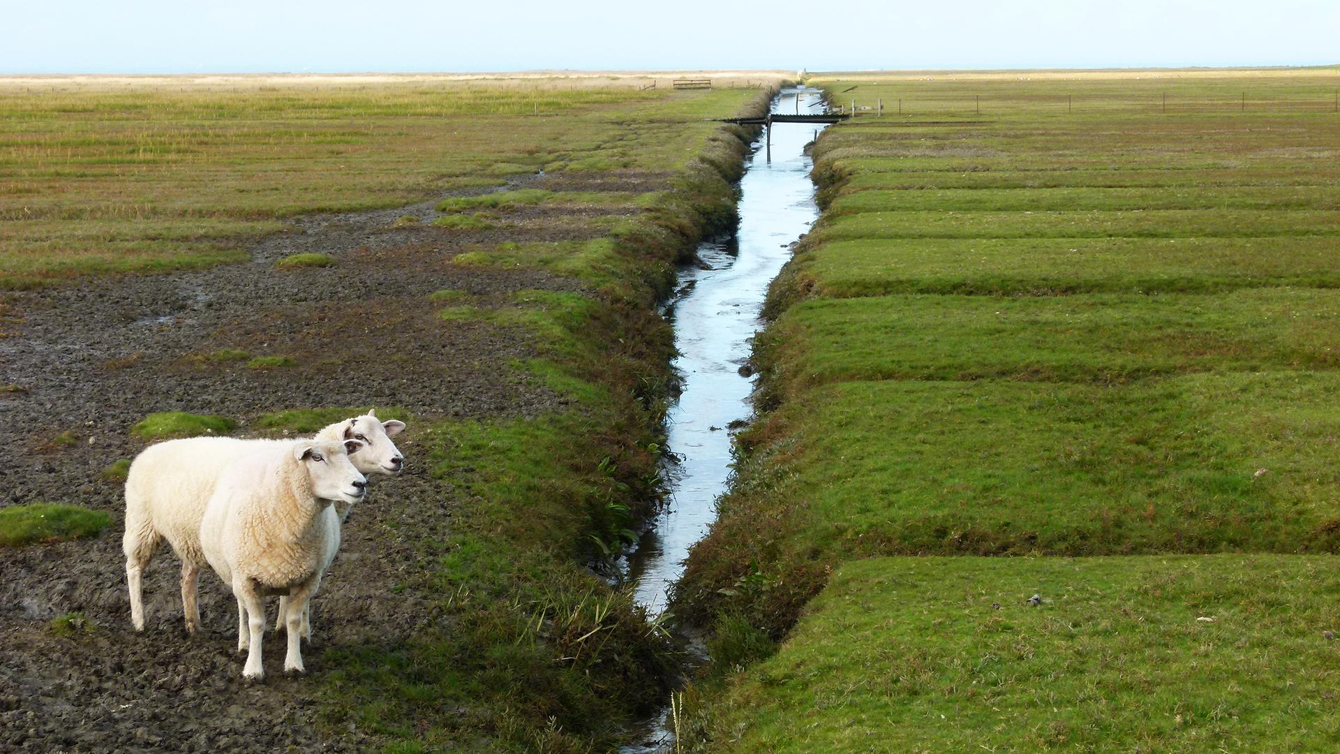 Zwei Schafe stehen vor einem Graben auf einem weiten Feld. | Cordula Sönnichsen