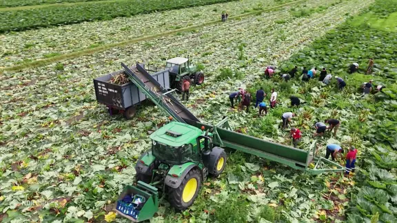 Menschen ernten Rhababer von einem Feld .