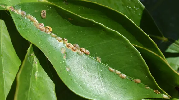 Schildläuse auf dem Blatt einer Pflanze