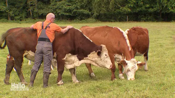 Stromspeicher im Schweinestall