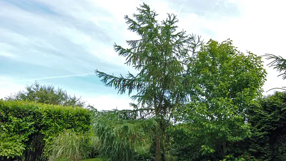 welcher dünger für kirschlorbeerhecke Kirschlorbeerdünger flüssig - Perfekter Dünger