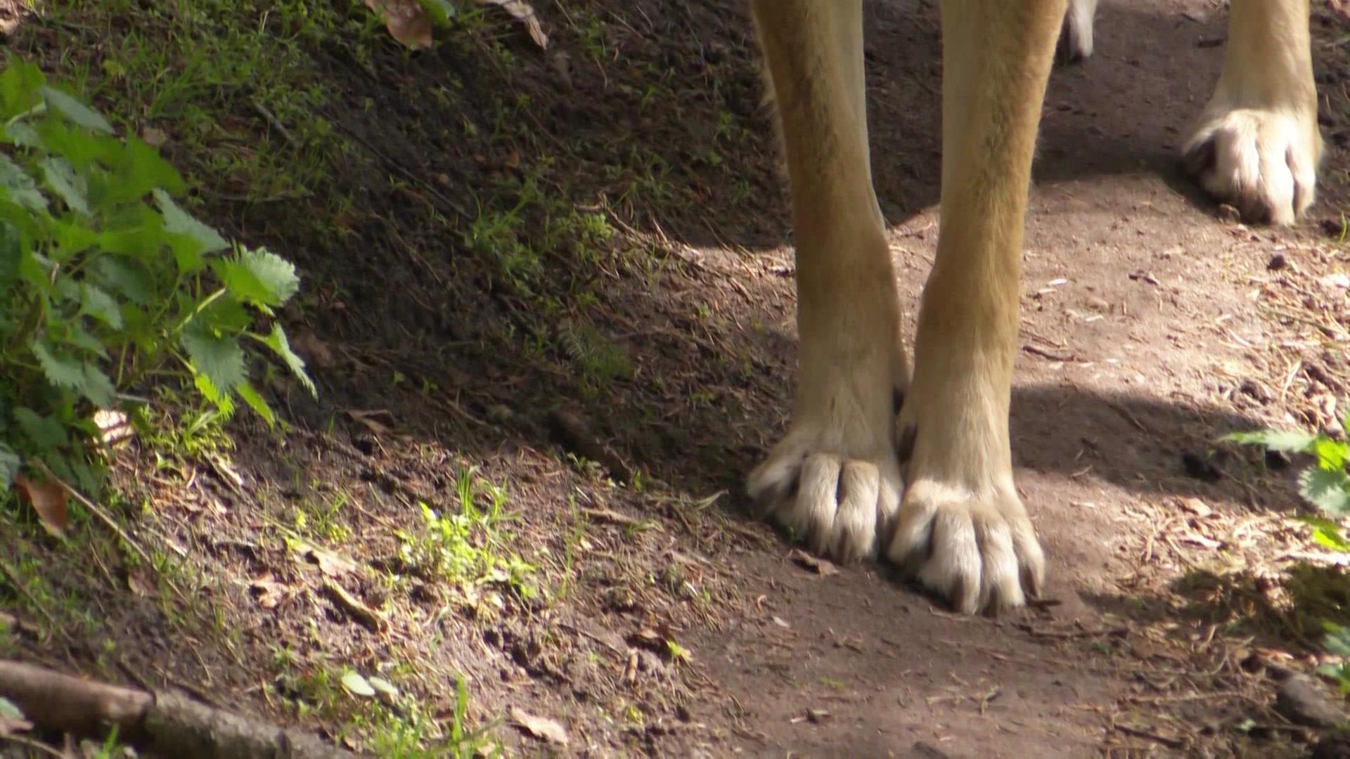 Wolf hat sich weiter von Hamburger Stadtgrenze entfernt
