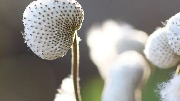 dünger für clematis Clematis Dünger von Flora Boost – Jetzt Clematis Dünger kaufen
