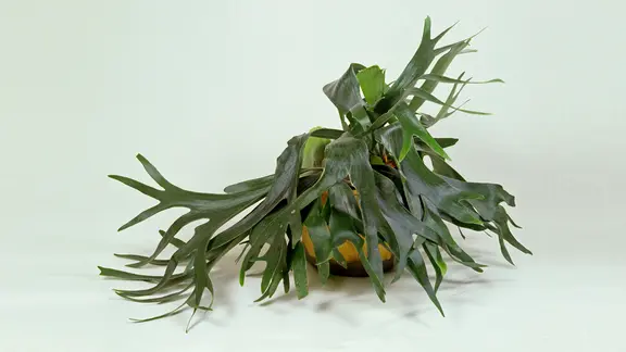 Geweihfarn stammt aus Südostasien und Australien. | picture alliance / imageBROKER | Geduldig Ein Geweihfarn im Topf