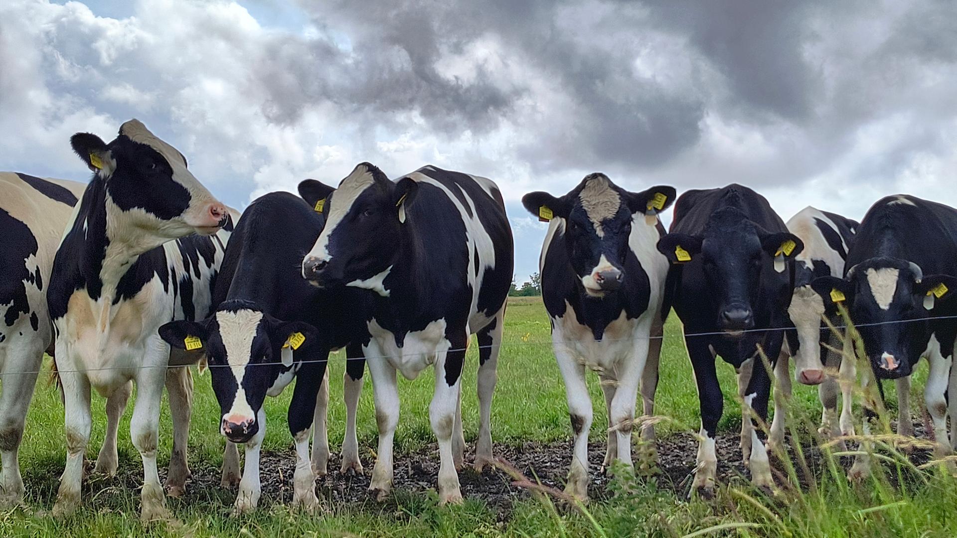 Shamonda-Virus: Veterinäramt warnt vor Infektionen bei Rindern