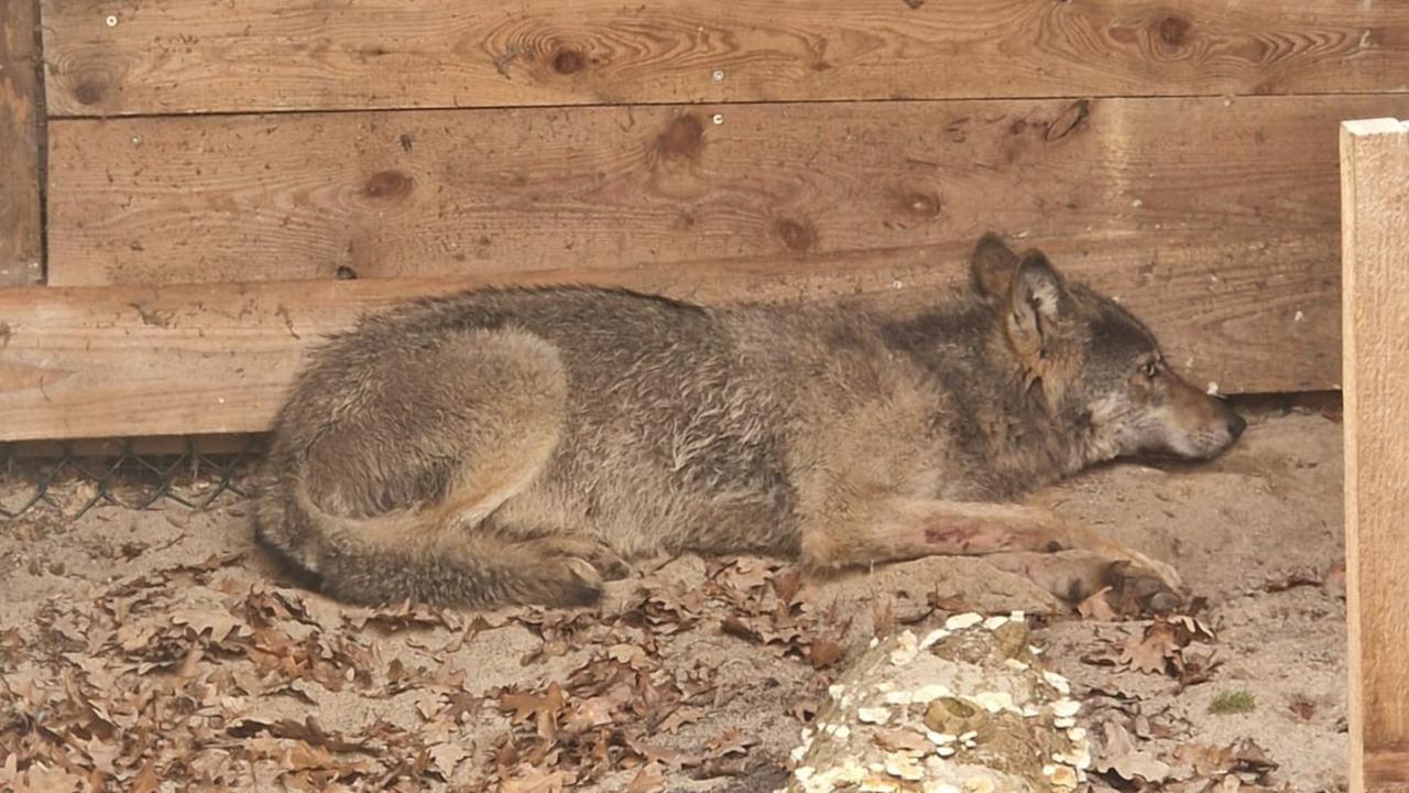 Wolf nach Verletzung von Frau wieder freigelassen