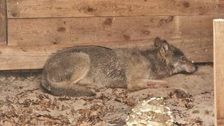 Der in Hamburg gefangene Wolf.
